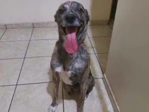 Cachorro raça SRD idade 6 ou mais anos nome Kibe