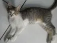 bolacha