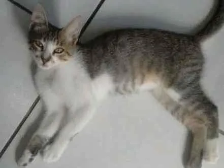 Gato raça  idade 2 a 6 meses nome bolacha