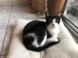 Aisha