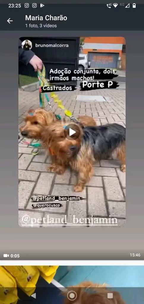 Cachorro ra a Yorkshire idade 1 ano nome Dois irmãos