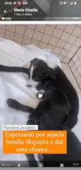 Mamãe e bebês
