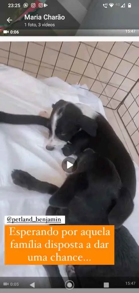 Cachorro ra a Indefinida idade 2 anos nome Mamãe e bebês