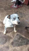 Carinho