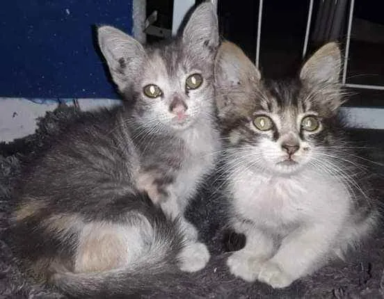 Gato ra a Srd idade Abaixo de 2 meses nome Sem nome