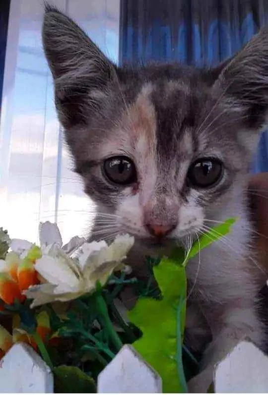 Gato ra a Srd idade Abaixo de 2 meses nome Sem nome