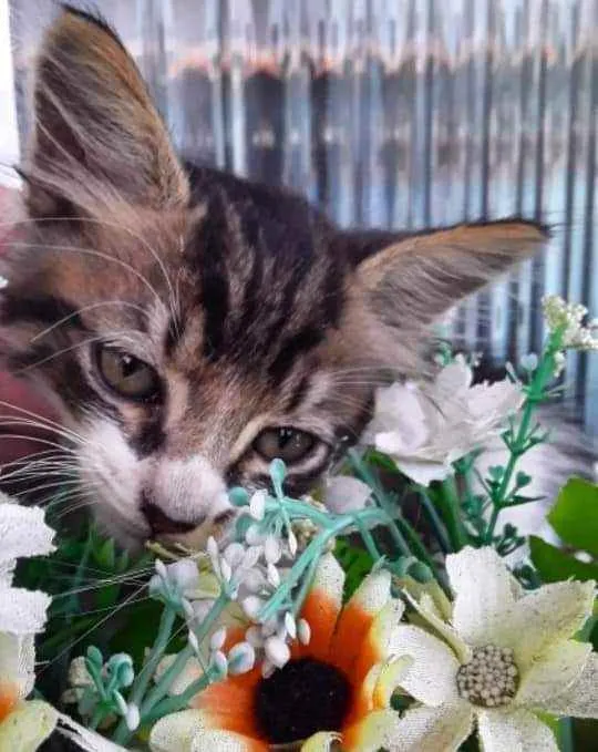 Gato ra a Srd idade Abaixo de 2 meses nome Sem nome
