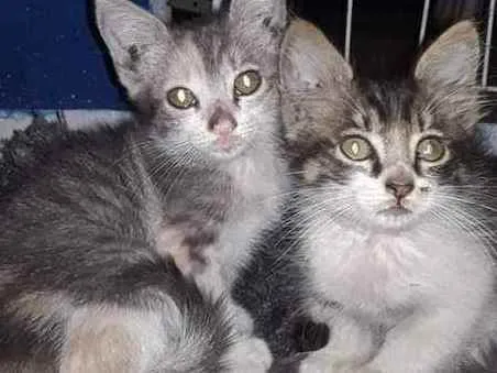 Gato ra a Srd idade Abaixo de 2 meses nome Sem nome