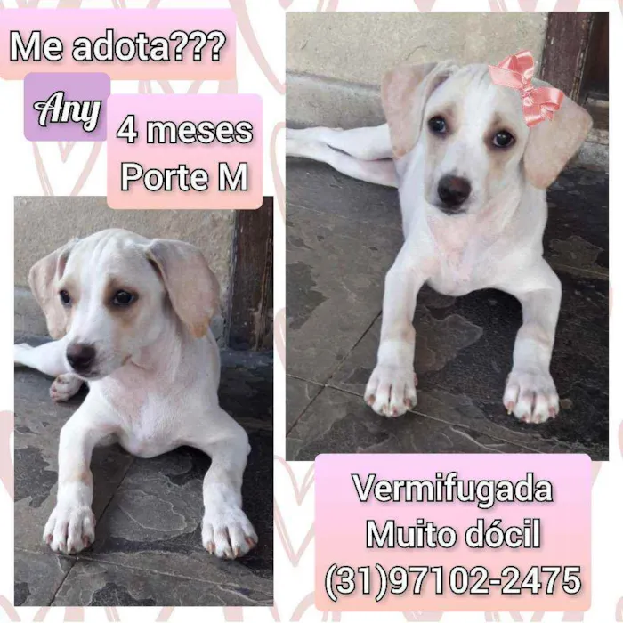 Cachorro raça SRD idade 2 a 6 meses nome Any
