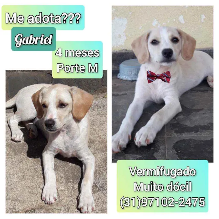 Cachorro raça SRD idade 2 a 6 meses nome Gabriel