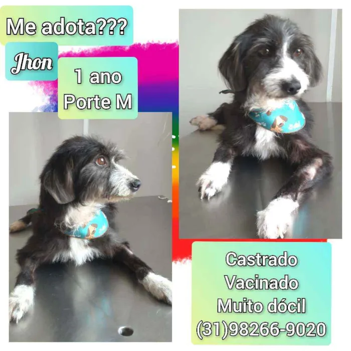 Cachorro raça SRD idade 1 ano nome Jhon