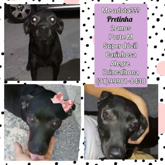 Cachorro raça SRD idade 2 anos nome Pretinha 