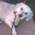 Bob 