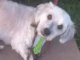Bob 