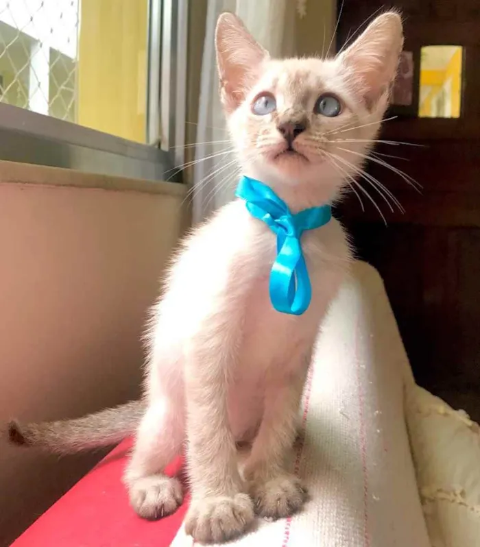 Gato ra a Srd idade 2 a 6 meses nome Pudim