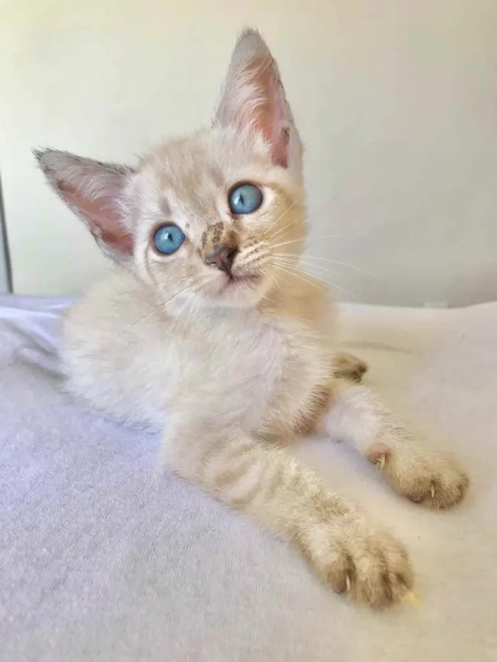 Gato ra a Srd idade 2 a 6 meses nome Pudim