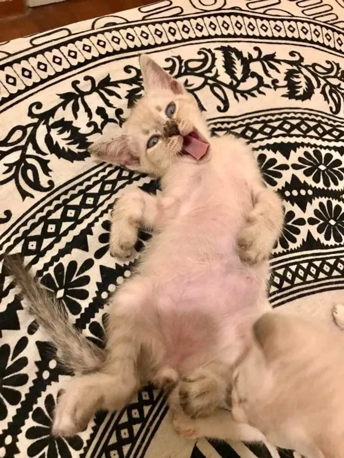 Gato ra a Srd idade 2 a 6 meses nome Pudim