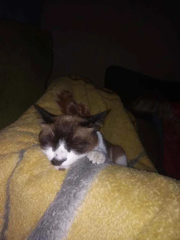 Gato ra a  idade 1 ano nome Max