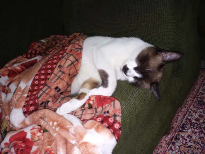 Gato ra a  idade 1 ano nome Max