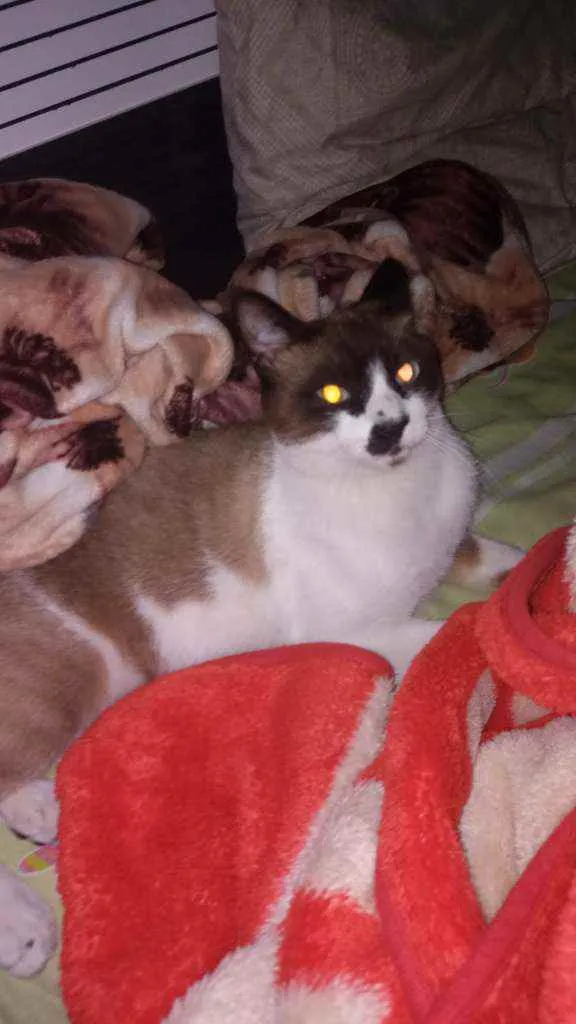 Gato ra a  idade 1 ano nome Max