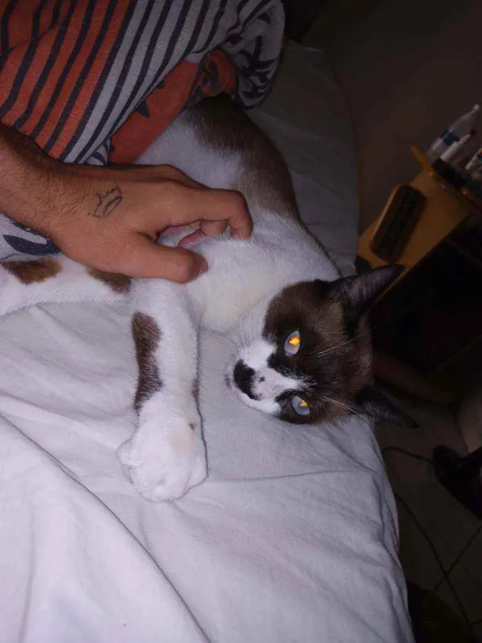 Gato ra a  idade 1 ano nome Max