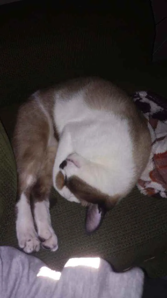 Gato ra a  idade 1 ano nome Max