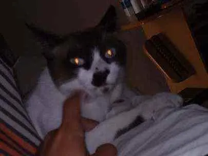Gato ra a  idade 1 ano nome Max
