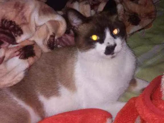 Gato ra a  idade 1 ano nome Max