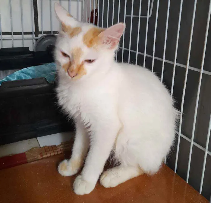 Gato raça Srd idade 2 a 6 meses nome Floquinho