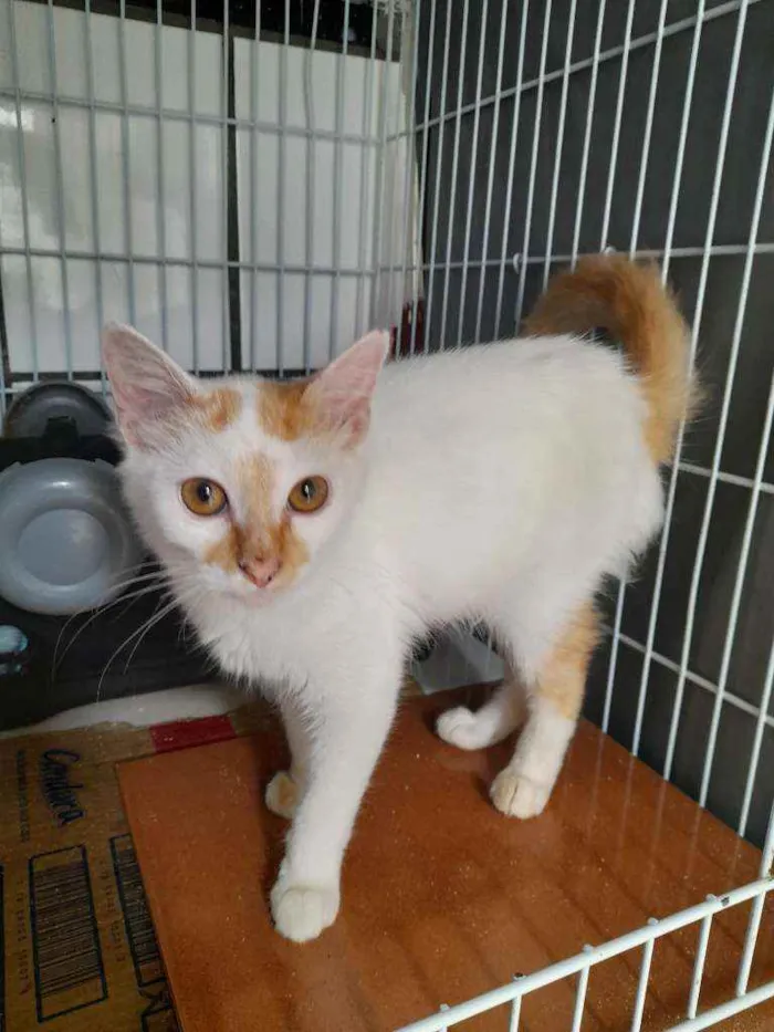 Gato raça Srd idade 2 a 6 meses nome Floquinho