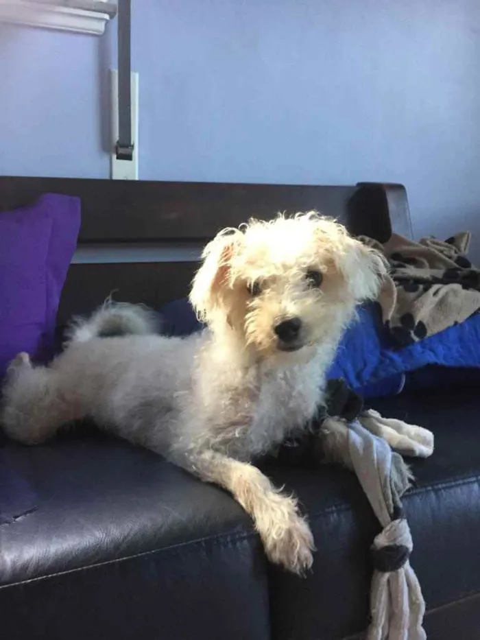 Cachorro ra a Poodle idade 7 a 11 meses nome Branquinho