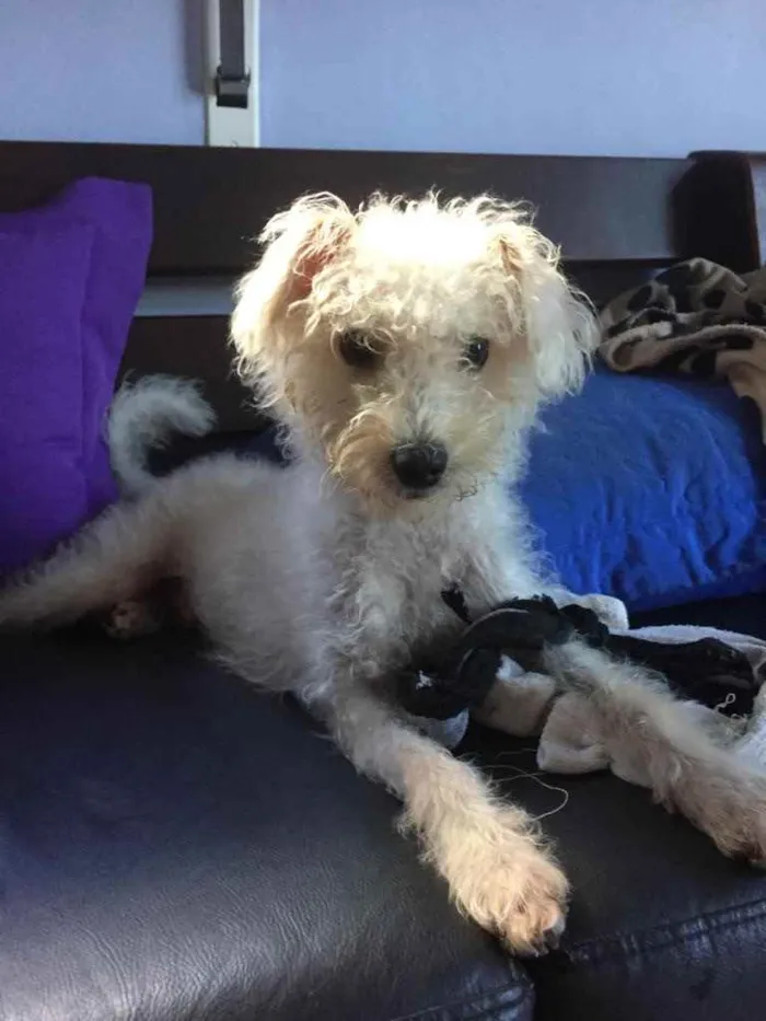Cachorro ra a Poodle idade 7 a 11 meses nome Branquinho