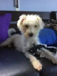 Branquinho