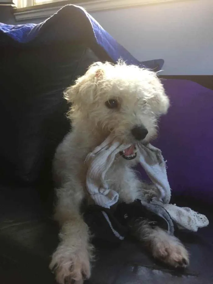Cachorro ra a Poodle idade 7 a 11 meses nome Branquinho