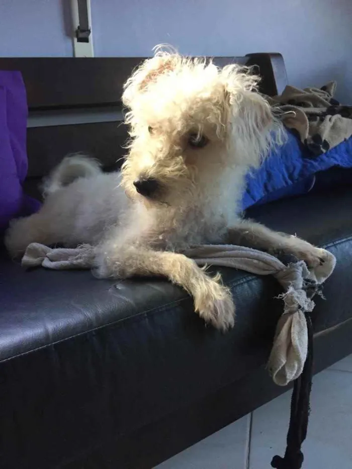 Cachorro ra a Poodle idade 7 a 11 meses nome Branquinho