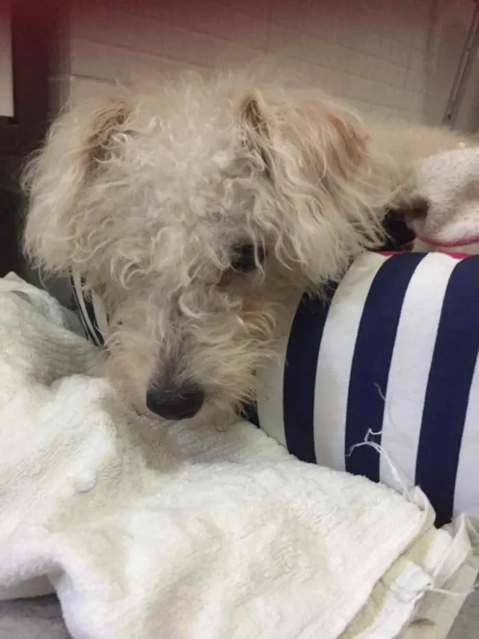 Cachorro ra a Poodle idade 7 a 11 meses nome Branquinho