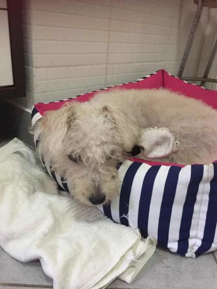 Cachorro ra a Poodle idade 7 a 11 meses nome Branquinho