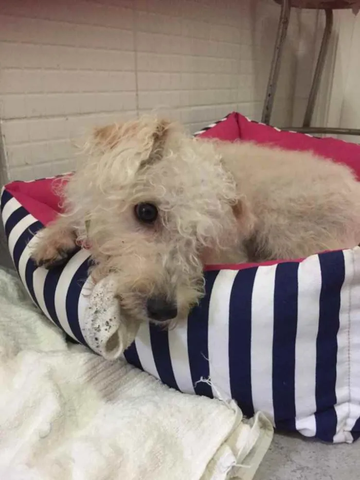 Cachorro ra a Poodle idade 7 a 11 meses nome Branquinho