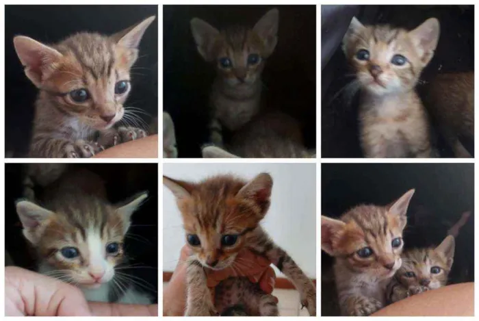 Gato ra a SRD idade Abaixo de 2 meses nome Bebês delícias
