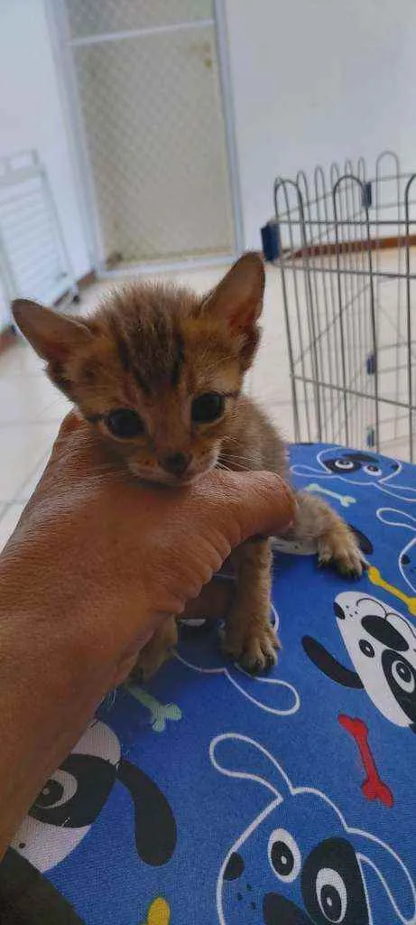 Gato ra a SRD idade Abaixo de 2 meses nome Bebês delícias