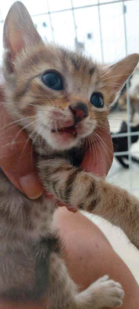 Gato ra a SRD idade Abaixo de 2 meses nome Bebês delícias