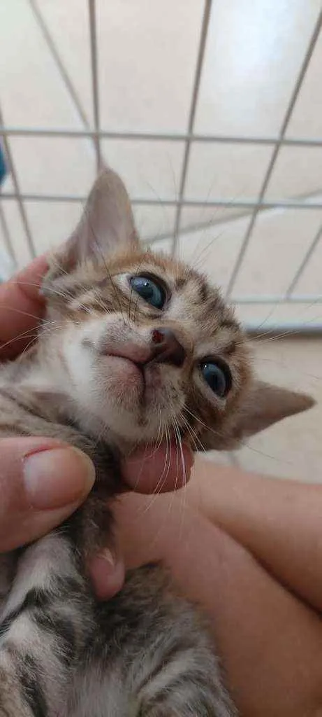 Gato ra a SRD idade Abaixo de 2 meses nome Bebês delícias