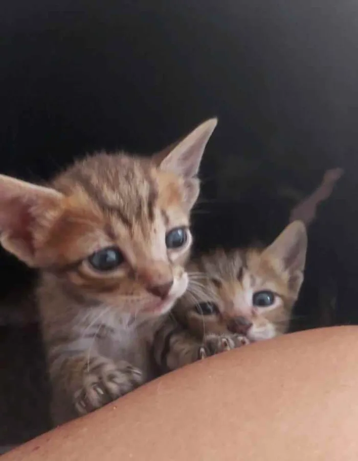 Gato ra a SRD idade Abaixo de 2 meses nome Bebês delícias