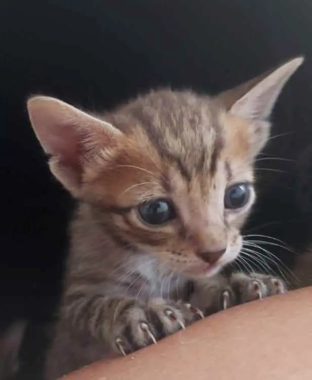 Gato ra a SRD idade Abaixo de 2 meses nome Bebês delícias