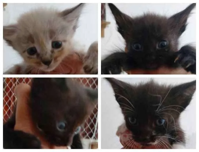 Gato ra a SDR idade Abaixo de 2 meses nome Bebês cientistas
