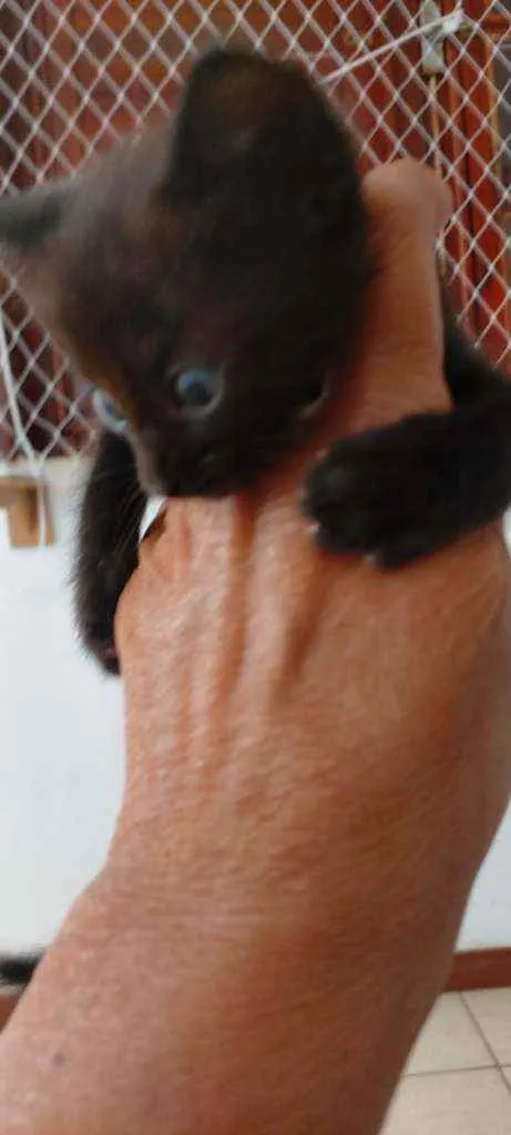 Gato ra a SDR idade Abaixo de 2 meses nome Bebês cientistas