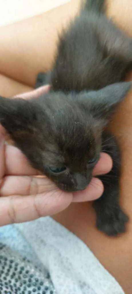 Gato ra a SDR idade Abaixo de 2 meses nome Bebês cientistas