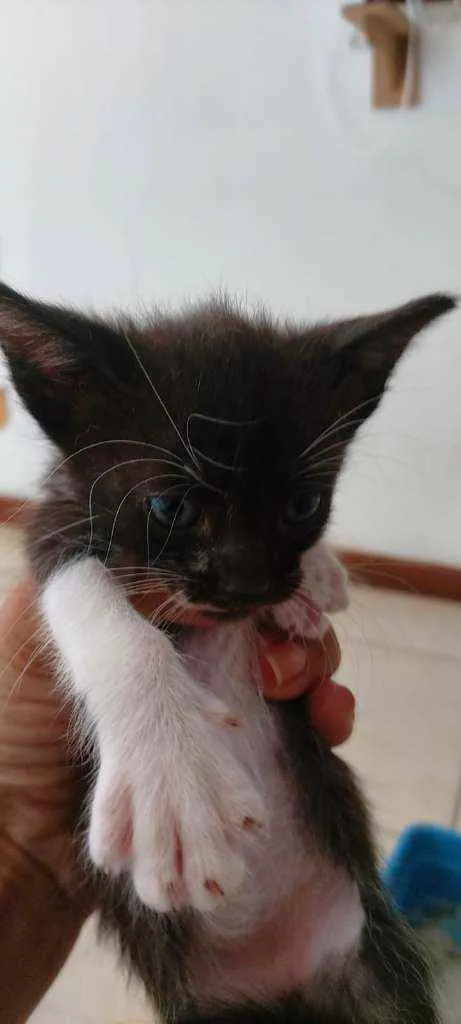 Gato ra a SDR idade Abaixo de 2 meses nome Bebês cientistas