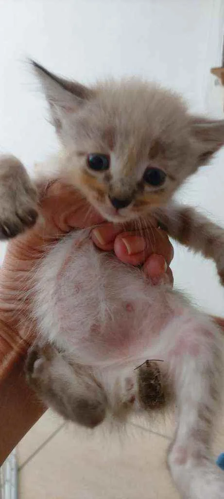 Gato ra a SDR idade Abaixo de 2 meses nome Bebês cientistas