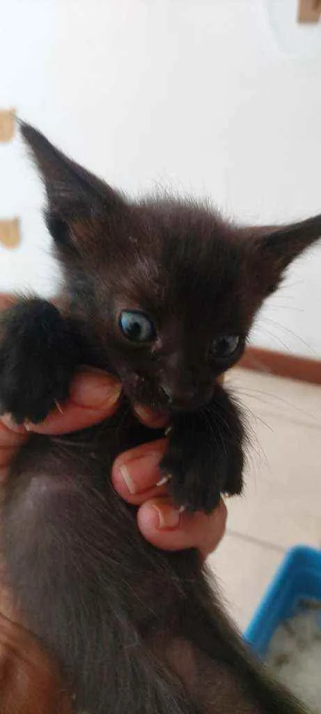 Gato ra a SDR idade Abaixo de 2 meses nome Bebês cientistas